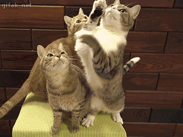 New trending GIF online: cats, mad, paws, cat fight