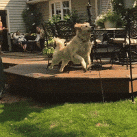 200w.gif