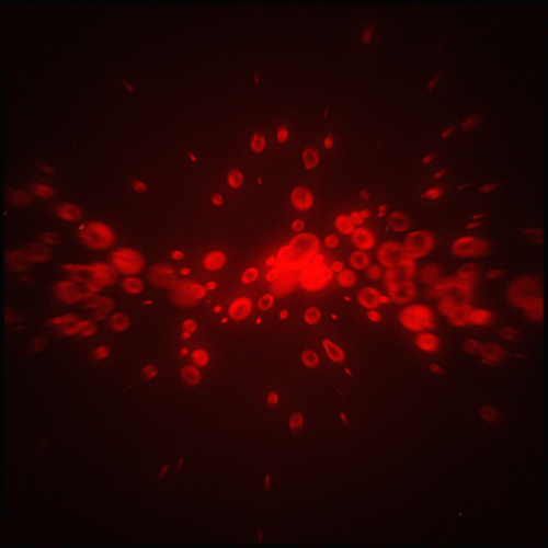 glow red blood cells GIF by Erica Anderson