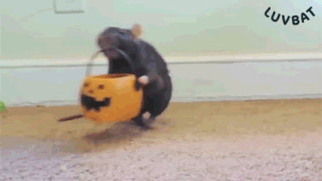 LUVBAT funny halloween animal trick or treat GIF