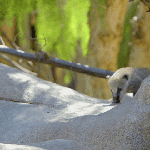 happy baby animals GIF by San Diego Zoo