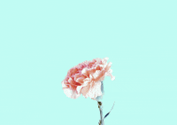 Rose Aesthetic Gifs Get The Best Gif On Giphy Rose Aesthetic Gifs Get The Best Gif On Giphy