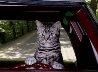 Image result for cat driving gif