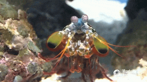 photo Mantis Shrimp Gif peacock mantis shrimp gifs get the