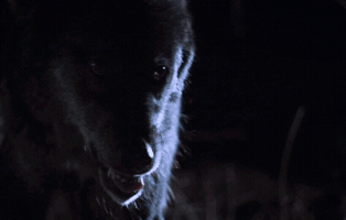 maziartaran  GIF
