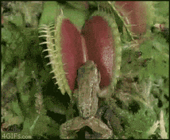 papodeprimata planta carnivora GIF