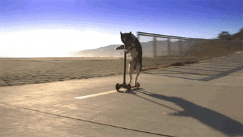 dog leaving GIF by The Scene