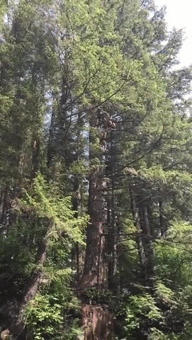 tonypuh  GIF
