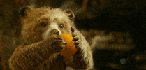 orange fruit GIF by Paddington Bear