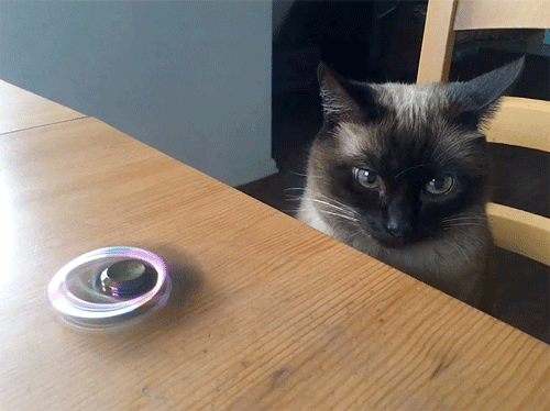 Cat hitting spinner