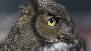 Temple Football Owl GIF by Temple Owls