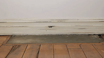 wedlock leather shoes GIF