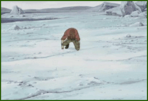 Fiver_Bunny wolfs rain toboe GIF