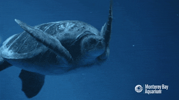sea turtle swimming GIF by Monterey Bay Aquarium