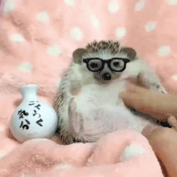 https://media0.giphy.com/media/3o7bueStqEca4YftOE/giphy.gif?cid=28f76e61erpepkk7txf4rzustqojqzoqddz13wg9d831a5ky&rid=giphy.gif