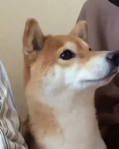 generator dog shake doggo fear GIF
