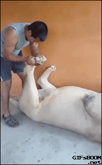PanGif  GIF