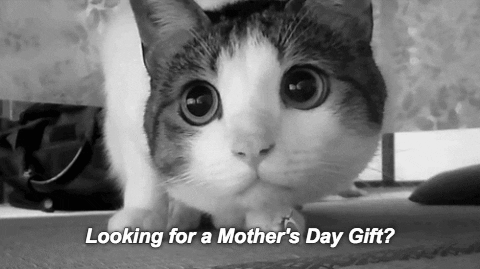Product Hunt cat mothers day mother's day product hunt GIF