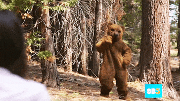 @SummerBreak dance summer bear silly GIF