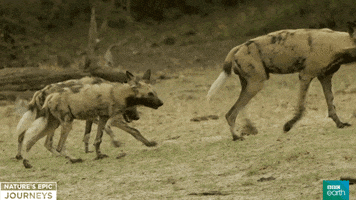 wild dogs africa GIF by BBC Earth