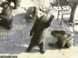 Wildlife gif. A bear standing up among several other bears appears to wave and call out "hey! How are you?."