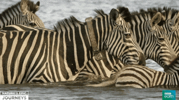 zebras GIF by BBC Earth