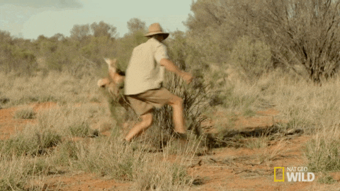 kangaroo dundee GIF by Nat Geo Wild 