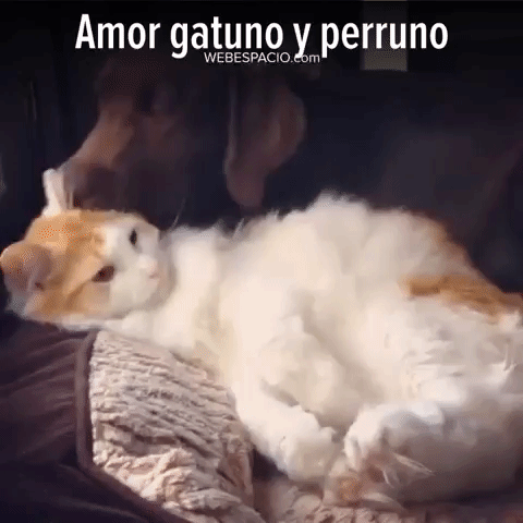 webespacio love cat dog gato GIF