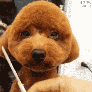 CpA  GIF