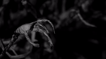 josepedrolopes the forest of lost souls a floresta das alms perdidas GIF