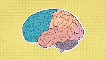 Brain Frontal Lobe Gif By University Of California Find Share On Giphy