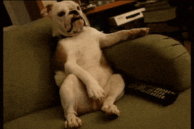 English Bulldog Media GIF by AFV Pets