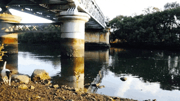 design-kink #river # hound #dog GIF