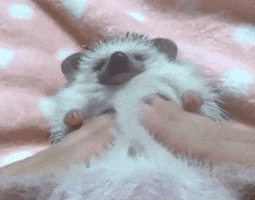 hand pet hedgehog massage