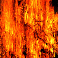 Forest Fire Gifs Get The Best Gif On Giphy Forest Fire Gifs Get The Best Gif On Giphy