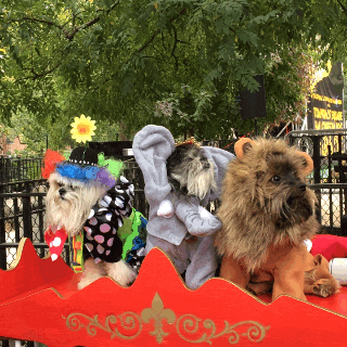 Costume Dog Costumes GIF by Jess