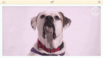 Heavy Petting Dog GIF by Amy Poehler's Smart Girls