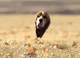 Video gif. A clip of a basset hound running in slow motion through a field. It's ears and jowls flop up and down with each step. The video has been edited so it's head appears to float on it's own without a body. 