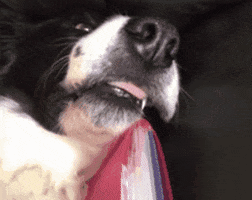 bates tongue sam doge lick GIF