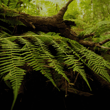 evergreen  GIF