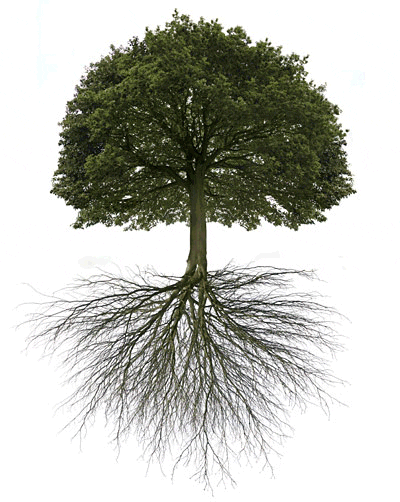 naufal tree electricity discharge between mediums GIF