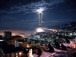 carlskeel cat lightning GIF