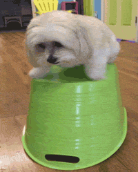 Funny-dog-fails GIFs - Get the best GIF on GIPHY