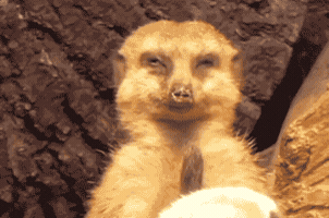 s0twwfrmsvb1ovl4  GIF
