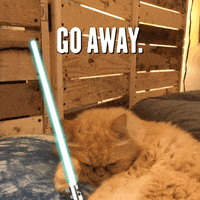 go away cat GIF by GIPHY CAM