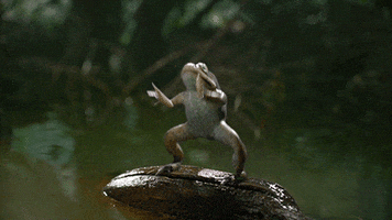 Frog Funny Dancing GIF by Mountain Dew