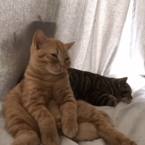 yupgr3dgemvrdxdr  GIF
