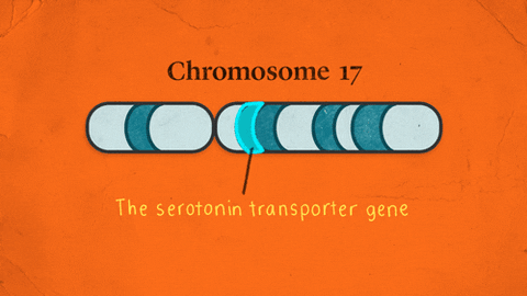 Chromosome meme gif