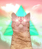 Cat Pink GIF by TJ Fuller