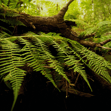 evergreen  GIF